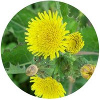 Sonchus Arvensis - Sow Thistle