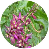 Spatholobus Suberectus