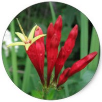Spigelia Anthelmia