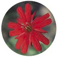 Spigelia Marilandica - Indian Pink