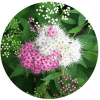 Spiraea