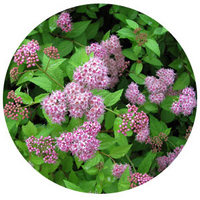 Spiraea