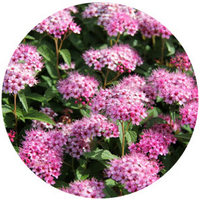 Spiraea