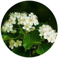 Spiraea
