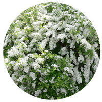 Spiraea