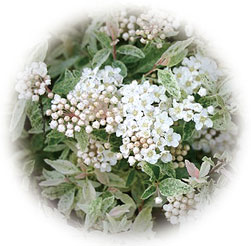 Spiraea Latifolia