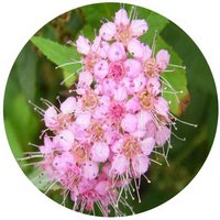 Spiraea Salicifolia