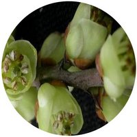 Stachyurus Chinensis