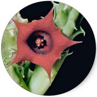 Stapelia Variegata