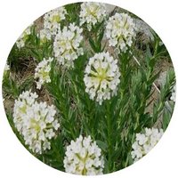 Stellera Chamaejasme