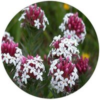 Stellera Chamaejasme