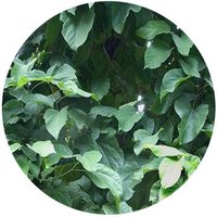 Sterculia Hainannensi