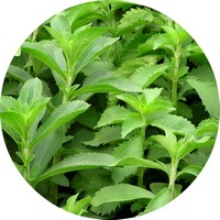 Stevia Rebaudiana