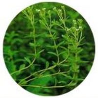 Stevia Rebaudiana