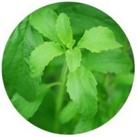 Stevia Rebaudiana