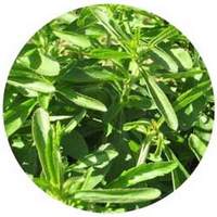 Stevia Rebaudiana