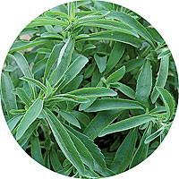 Stevia Rebaudiana