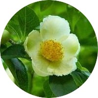 Stewartia Pseudocamellia