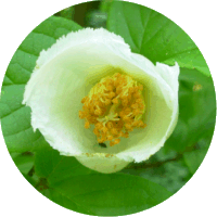 Stewartia Pseudocamellia