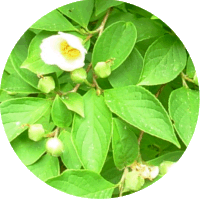 Stewartia