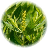 Stilingia Sylvatica - Queen's Delight