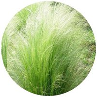 Stipa Tenuissima