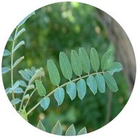 Strobilanthes Japonica