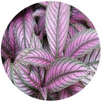 Strobilanthes Dyeriana