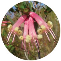 Styphelia Triflora - Five Corners