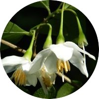 Styrax Benzoin