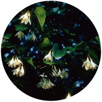 Styrax Benzoin