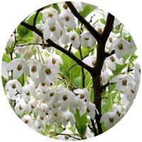 Styrax Tonkinensis