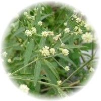 Pfaffia Paniculata
