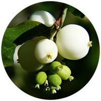 Symphoricarpus Albus