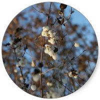 Symphoricarpus Albus