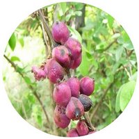 Symphoricarpus Sinensis