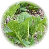 Symplocarpus Foetidus - Skunk Cabbage