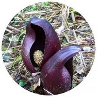 Symplocarpus Foetidus - Skunk Cabbage