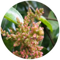 Symplocos Lancifolia