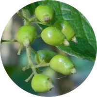 Symplocos Paniculata