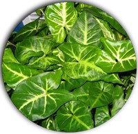 Syngonium Podophyllum