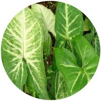 Syngonium Podophyllum