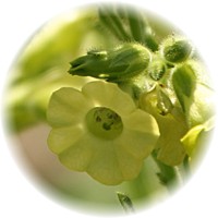Nicotiana Tabacum