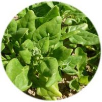 Tetragonia Tetragonioides