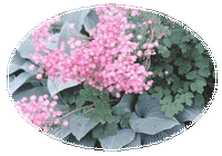 Thalictrum Aquilegiifolium