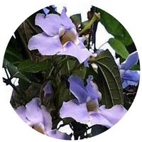 Thunbergia
