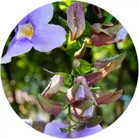 Thunbergia Laurifolia