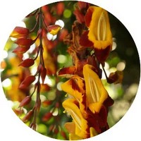 Thunbergia Mysorensis