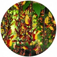 Thunbergia Mysorensis