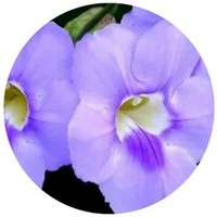 Thunbergia Purpura